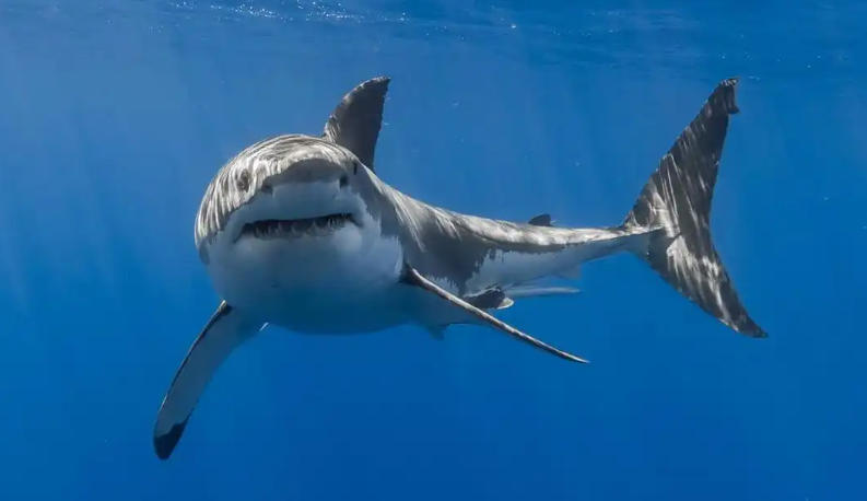 凤凰传奇影业有限公司轮播图2